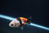 Baby Ranchu  Calico 3 Inch (ID#1217R9c-33) Free2Day SHIPPING