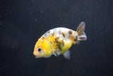 Baby Ranchu  Calico 3 Inch (ID#1008R9c-55) Free2Day SHIPPING