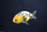 Baby Ranchu  Calico 3 Inch (ID#1008R9c-55) Free2Day SHIPPING