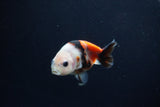 Baby Ranchu  Calico 3 Inch (ID#1217R9c-33) Free2Day SHIPPING