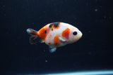 Baby Ranchu  Calico 3 Inch (ID#1217R9c-33) Free2Day SHIPPING