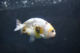 Baby Ranchu  Calico 3 Inch (ID#1008R9c-55) Free2Day SHIPPING