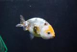 Baby Ranchu  Calico 3 Inch (ID#1008R9c-55) Free2Day SHIPPING