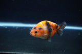 Baby Ranchu  Calico 3 Inch (ID#1217R9c-34) Free2Day SHIPPING