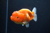 Lionchu  Red White 4 Inch (ID#1011R12b-95) Free2Day SHIPPING