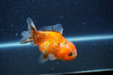 Yuan Bao Oranda  Calico 3.5 Inch (ID#408Yb10b-43) Free2Day SHIPPING