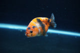 Baby Ranchu  Calico 3 Inch (ID#1217R9c-34) Free2Day SHIPPING