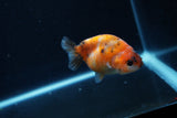 Baby Ranchu  Calico 3 Inch (ID#1217R9c-34) Free2Day SHIPPING