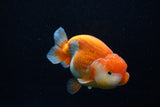 Lionchu  Red White 4.5 Inch (ID#1129R12a-103) Free2Day SHIPPING