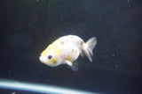 Baby Ranchu  Calico 3 Inch (ID#1004R9c-55) Free2Day SHIPPING