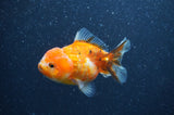 Yuan Bao Oranda  Calico 3.5 Inch (ID#408Yb10b-43) Free2Day SHIPPING