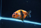 Baby Ranchu  Calico 3 Inch (ID#1217R9c-34) Free2Day SHIPPING