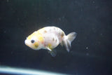 Baby Ranchu  Calico 3 Inch (ID#1004R9c-55) Free2Day SHIPPING