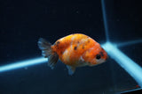 Baby Ranchu  Calico 3 Inch (ID#1217R9c-34) Free2Day SHIPPING