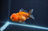 Yuan Bao Oranda  Calico 3.5 Inch (ID#408Yb10b-43) Free2Day SHIPPING