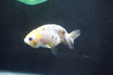 Baby Ranchu  Calico 3 Inch (ID#1004R9c-55) Free2Day SHIPPING