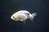 Baby Ranchu  Calico 3 Inch (ID#1004R9c-55) Free2Day SHIPPING