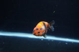 Baby Ranchu  Calico 3 Inch (ID#1217R9c-34) Free2Day SHIPPING