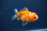 Yuan Bao Oranda  Calico 3.5 Inch (ID#408Yb10b-43) Free2Day SHIPPING