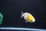 Baby Ranchu  Calico 3 Inch (ID#1004R9c-55) Free2Day SHIPPING