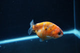 Baby Ranchu  Calico 3 Inch (ID#1217R9c-34) Free2Day SHIPPING