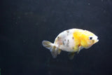 Baby Ranchu  Calico 3 Inch (ID#1004R9c-55) Free2Day SHIPPING