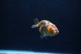 Baby Ranchu  Calico 2.5 Inch (ID#1217R9c-35) Free2Day SHIPPING