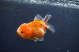 Yuan Bao Oranda  Calico 3.5 Inch (ID#408Yb10b-43) Free2Day SHIPPING