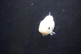 Baby Ranchu  Calico 3 Inch (ID#1004R9c-56) Free2Day SHIPPING