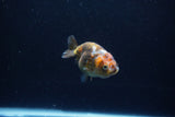 Baby Ranchu  Calico 2.5 Inch (ID#1217R9c-35) Free2Day SHIPPING