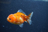 Yuan Bao Oranda  Calico 3.5 Inch (ID#408Yb10b-43) Free2Day SHIPPING
