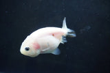 Baby Ranchu  Calico 3 Inch (ID#1004R9c-56) Free2Day SHIPPING