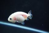 Baby Ranchu  Calico 3 Inch (ID#1004R9c-56) Free2Day SHIPPING