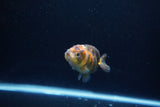 Baby Ranchu  Calico 2.5 Inch (ID#1217R9c-35) Free2Day SHIPPING