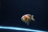 Baby Ranchu  Calico 2.5 Inch (ID#1217R9c-35) Free2Day SHIPPING