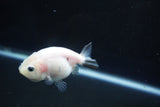 Baby Ranchu  Calico 3 Inch (ID#1004R9c-56) Free2Day SHIPPING