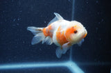 Yuan Bao Oranda  Calico 4 Inch (ID#408Yb10b-44) Free2Day SHIPPING