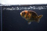 Baby Ranchu  Calico 2.5 Inch (ID#1217R9c-35) Free2Day SHIPPING