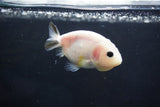 Baby Ranchu  Calico 3 Inch (ID#1004R9c-56) Free2Day SHIPPING