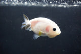 Baby Ranchu  Calico 3 Inch (ID#1004R9c-56) Free2Day SHIPPING