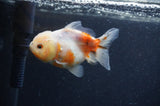 Yuan Bao Oranda  Calico 4 Inch (ID#408Yb10b-44) Free2Day SHIPPING