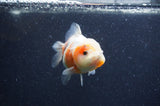 Yuan Bao Oranda  Calico 4 Inch (ID#408Yb10b-44) Free2Day SHIPPING