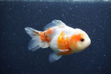 Yuan Bao Oranda  Calico 4 Inch (ID#408Yb10b-44) Free2Day SHIPPING