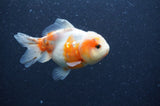 Yuan Bao Oranda  Calico 4 Inch (ID#408Yb10b-44) Free2Day SHIPPING