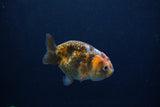 Baby Ranchu  Calico 2.5 Inch (ID#1217R9c-35) Free2Day SHIPPING