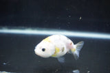 Baby Ranchu  Calico 2.5 Inch (ID#1004R9c-57) Free2Day SHIPPING