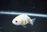 Baby Ranchu  Calico 2.5 Inch (ID#1004R9c-57) Free2Day SHIPPING