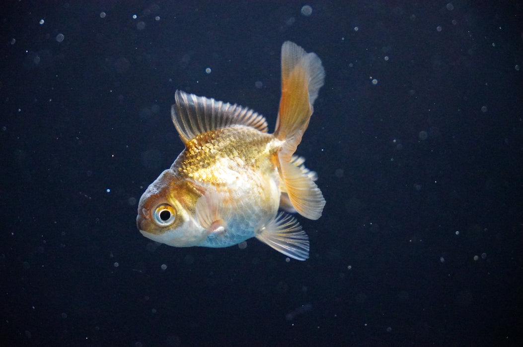 Baby Thai Oranda  Bronze 2.5 Inch (ID#1017TPTA-31) Free2Day SHIPPING