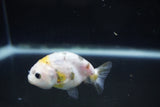 Baby Ranchu  Calico 2.5 Inch (ID#1004R9c-57) Free2Day SHIPPING