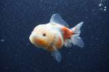 Yuan Bao Oranda  Calico 4 Inch (ID#408Yb10b-44) Free2Day SHIPPING